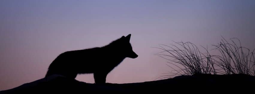 Coyote Trickster: Embracing the Unexpected